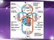 Prezentācija 'Sirds un asinsvadu sistēmas anatomija, asins sastāvs', 17.