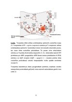 Referāts 'Vazopresīna loma organismā', 11.