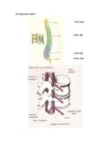 Referāts 'Mugurkaula deformācijas problēmas skolas vecuma bērniem', 31.