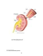 Referāts 'Nieres un ar tām saistītās slimības', 39.