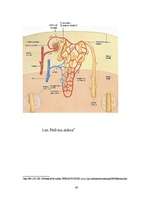 Referāts 'Nieres un ar tām saistītās slimības', 40.