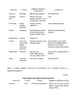 Referāts 'Saslimstība ar ļaundabīgajiem audzējiem', 24.