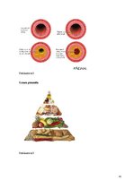 Referāts 'Liekā svara loma sirds-asinsvadu slimību izcelsmē', 41.
