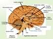 Prezentācija 'Nervu sistēma', 8.