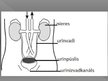 Prezentācija 'Urīnizvadorgāni', 2.