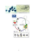 Konspekts 'Medicīniskā parazitoloģija', 11.
