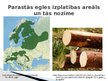 Prezentācija 'Pārnadžu ietekme uz parastās egles jaunaudžu sanitāro stāvokli.', 3.