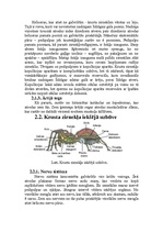 Referāts 'Krusta zirnekļa uzbūve un dzīves veids', 5.