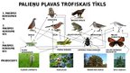 Prezentācija 'Palieņu pļavas trofiskais tīkls', 1.