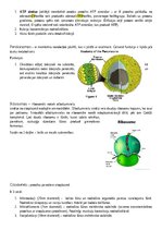 Konspekts 'Šūnas organoīdi', 3.