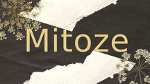 Prezentācija 'Mitoze', 1.