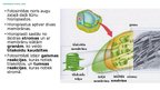 Prezentācija 'Šūnu enerģētiskā vielmaiņa, fotosintēze, enzīmi', 14.