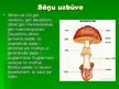 Prezentācija 'Sēnes', 3.