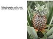 Prezentācija 'Pineapple', 10.