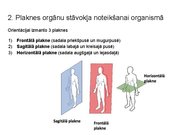 Prezentācija 'Konspekts ieskaitei treneriem anatomijā', 3.