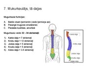 Prezentācija 'Konspekts ieskaitei treneriem anatomijā', 8.