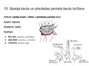 Prezentācija 'Konspekts ieskaitei treneriem anatomijā', 18.