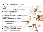 Prezentācija 'Konspekts ieskaitei treneriem anatomijā', 34.