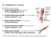 Prezentācija 'Konspekts ieskaitei treneriem anatomijā', 35.