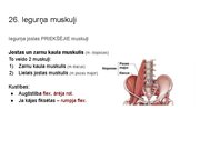 Prezentācija 'Konspekts ieskaitei treneriem anatomijā', 37.