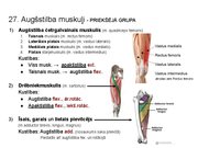 Prezentācija 'Konspekts ieskaitei treneriem anatomijā', 39.