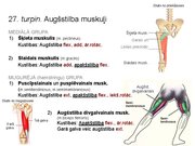 Prezentācija 'Konspekts ieskaitei treneriem anatomijā', 40.