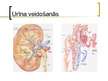 Prezentācija 'Urīna sedimenta morfoloģiskā izmeklēšana un diagnostiskā interpretācija', 4.