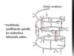 Prezentācija 'Olbaltumvielu uzbūve', 6.