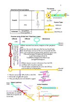 Konspekts 'Anatomy', 5.