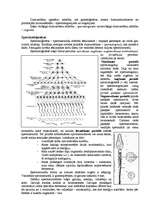 Konspekts 'Spermatoģenēze un ooģenēze', 2.